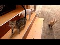 A Very Cute Tabby Cat Meowing Loudly In Order To Summon Other Cats For Food