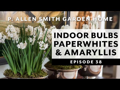 image-What do paperwhites smell like?