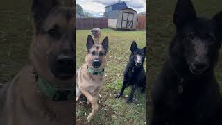 Video preview image #1 German Shepherd Dog Puppy For Sale in Centreville, VA, USA