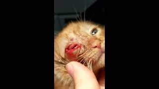 WARNING! GRAPHIC CONTENT! Cuterebra extraction from a kitten - Veterinary Video