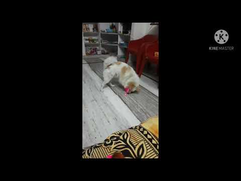 what happens when a dog see laser light 😂😂..... ❣CEASSOR ❣