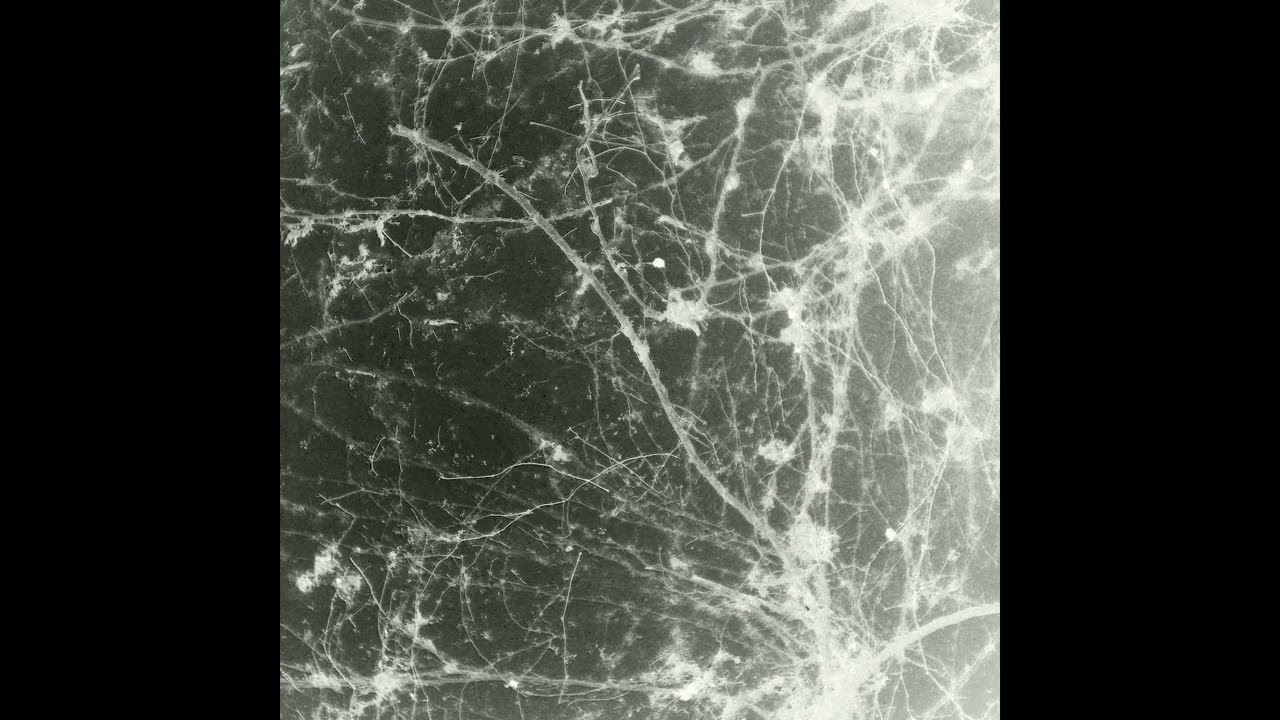 Tropics - Cold Euphoria