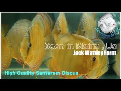 Jack Wattley Soon our Wild Discus