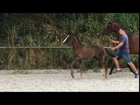 03 Downtown, Hengst,*22.05.2018 v. Don Olymbrio L – Sandro Hit