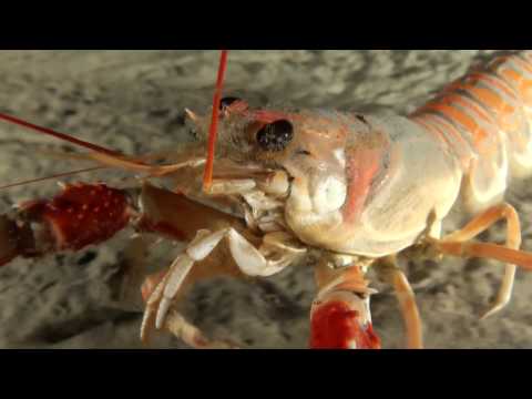 CWD Norwegian fjords (CWD: Cold Water Diving)