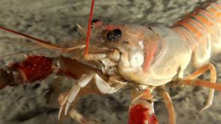 CWD Norwegian fjords (CWD: Cold Water Diving)