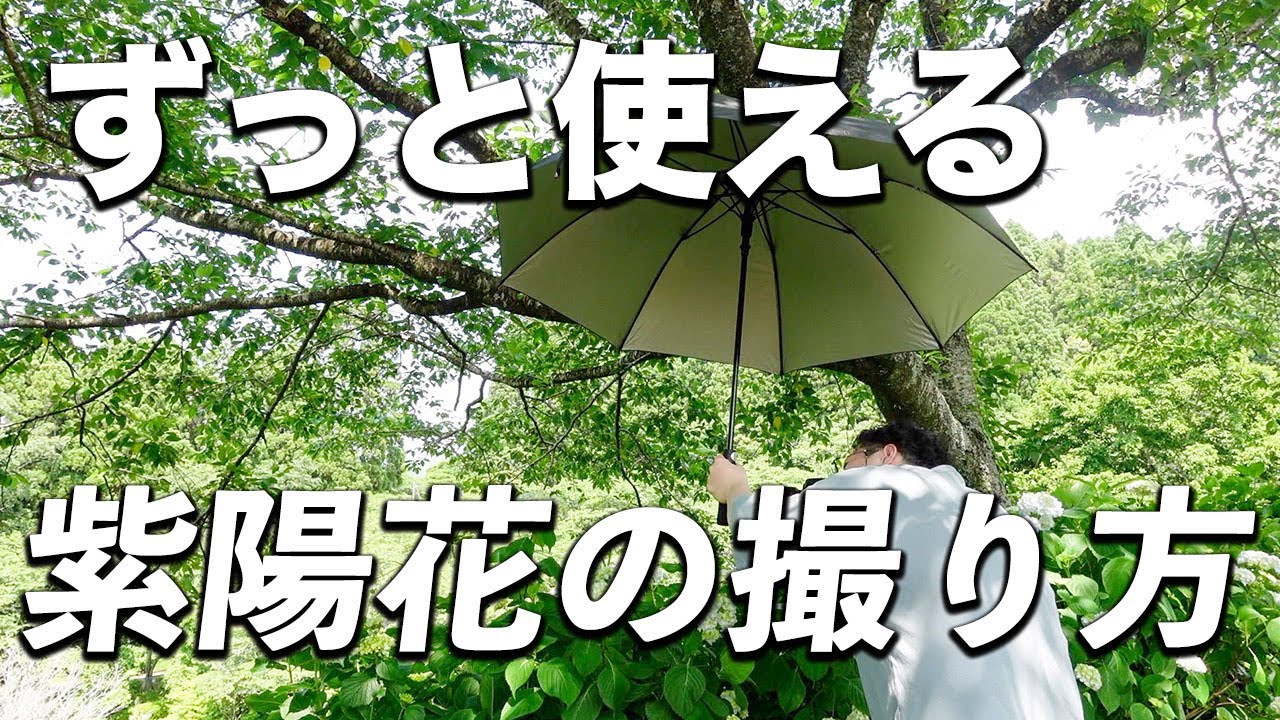 【保存版】ずっと使える紫陽花のおすすめの撮り方！