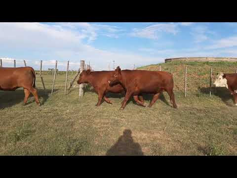 153 NOVILLOS, CURTI ENRIQUE CURTI MARIO