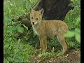Itty Bitty Kiddy Wildlife The Puppy Dogs 2002 VHS EP SLP