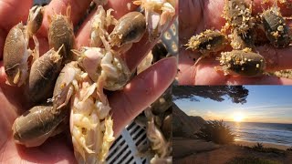 จับจั๊กจั่นทะเลในรอบ2ปีหลังปิดหาด+วิวพระอาทิตย์ตกสวยงามสุดๆ.13/11/21