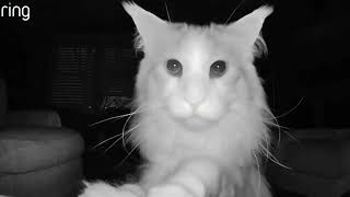 Cat Intrigued by Ring Cam    RingTV