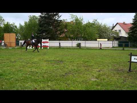 Camino 6 jähriger Holsteiner Wallach von Canoso