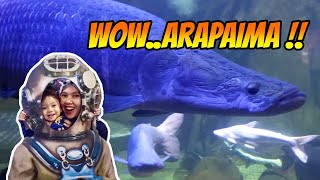Download lagu Seaworld Ancol Jakarta Belajar Mengenal Hewan Laut (Ada Arapaima !!) mp3