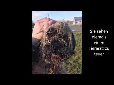 Welpenhandel Fonyód