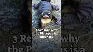Download lagu 3 Reasons why the Platypus is a Super Spy mp3