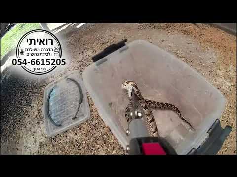 תמונה של رويتّي
