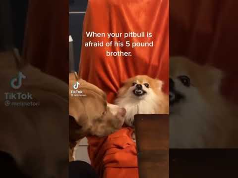 When Your Pitbull Is Afraid Of His Little Brother #Shorts