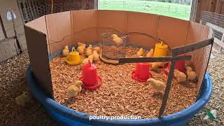 Incubation