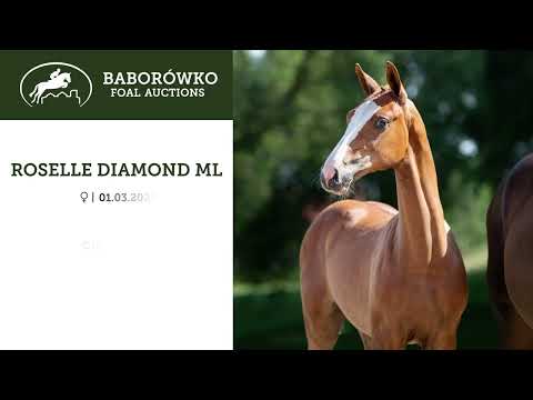 Baborówko Foal Auction 2023: Roselle Diamond ML (Chacfly PS x Casall)