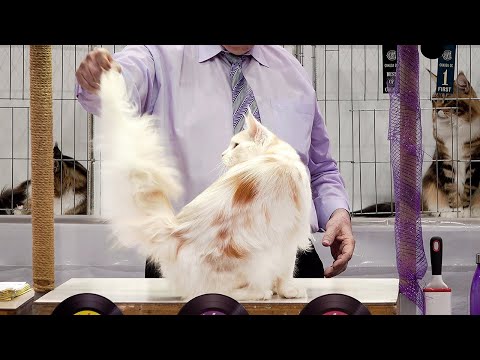 CFA International Show 2019 - Longhair Adult Class Judging - Maine Coons
