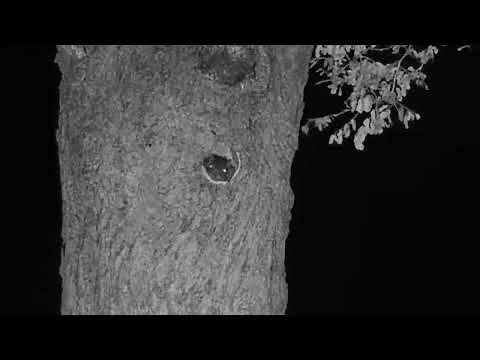 Djuma Private Game Reserve Live Stream