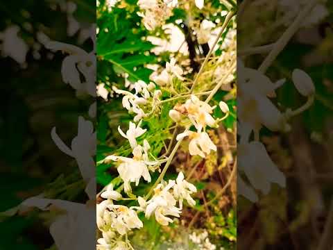 new flowers # love #music #🌷 karimulla