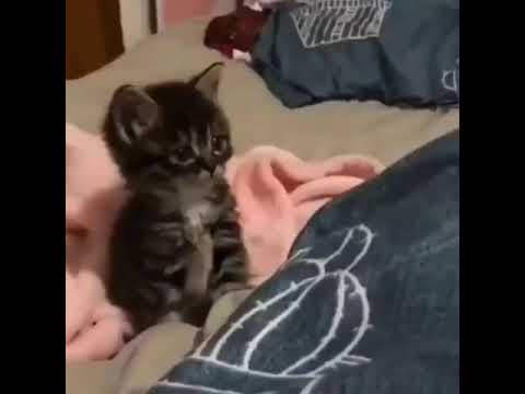 cute little cat♥️