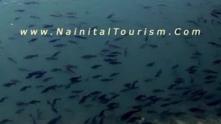 preview picture of video 'Nainital Nainital Tour Nainital Tourism Fishes in Nainital Lake'