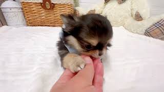 チワワ（ロング）の動画02