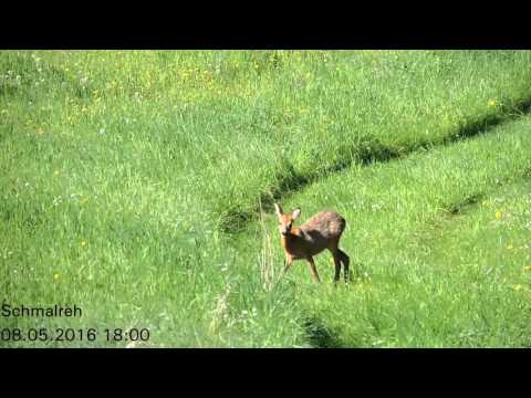 Jagen im Mai 2016