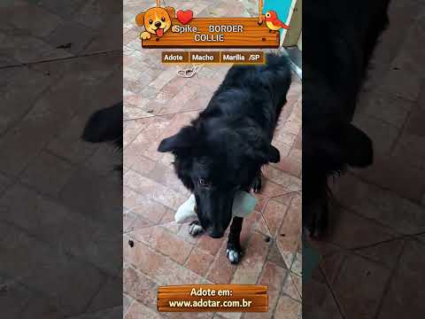 Vídeo de Spike_ BORDER COLLIE 
