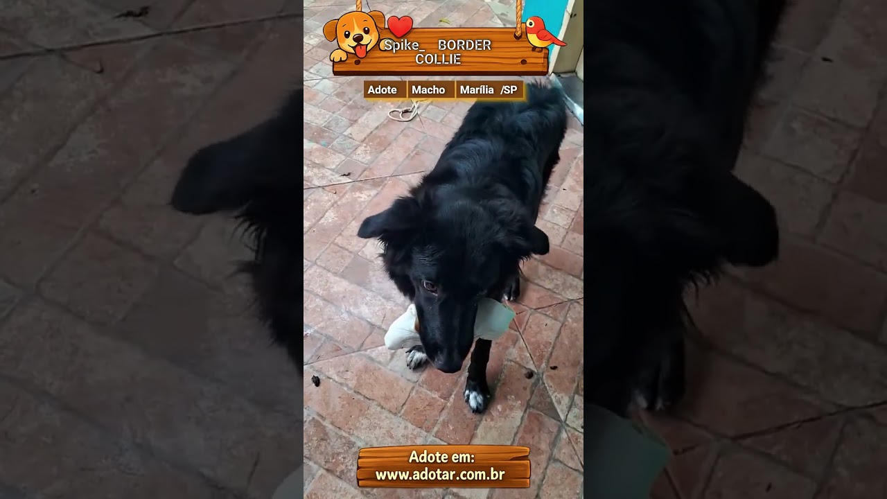 Cachorro raça SRD-ViraLata idade 2 anos nome Spike_ BORDER COLLIE 