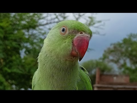 Mithu ki masti||talking parrot|| Natural parrot sound #parrots #babyparrot #cutebaby #parrottalking