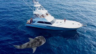 Whale Shark Vs Fishing Yacht
