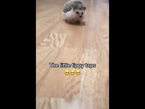 Erizo Corriendo Sonic 🦔💖 TikTok Animalitos