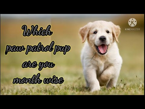 Which paw patrol pup are you Month wise