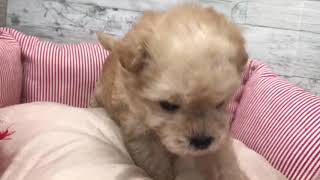 ハーフ犬の動画02