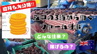 仕事内容と1週間分の給料も公開!ボイセンベリーファームで働く🇳🇿in NZ