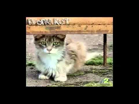 Propazha (пропажа) - Звуковое убийство (photoindustries interlude)