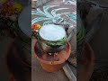 Pongal Special Video Tamil Shorts Shortsvideo Pongal