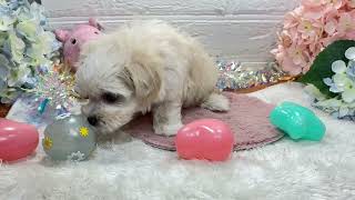 ハーフ犬の動画01