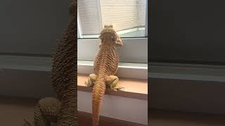 お外を眺めたいフトアゴ