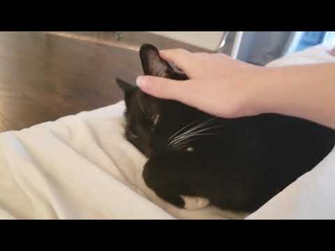 Covering my cat cuz it was cold