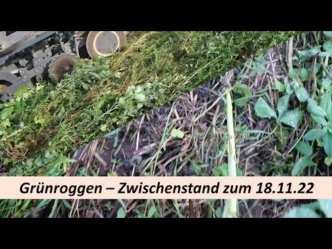 Grünroggen - Zwischenstand zum 18.11.22