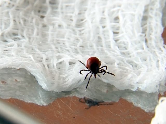 Обнаружены инфицированные клещи