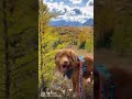 Healy pass larch fall hike with Butch dog - Banff, Alberta