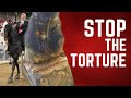 Stop the Torture - Horse Shelter Heroes S3E37