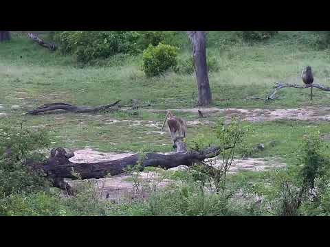 Djuma: Impalas and Baboons - 18:00 - 12/04/20