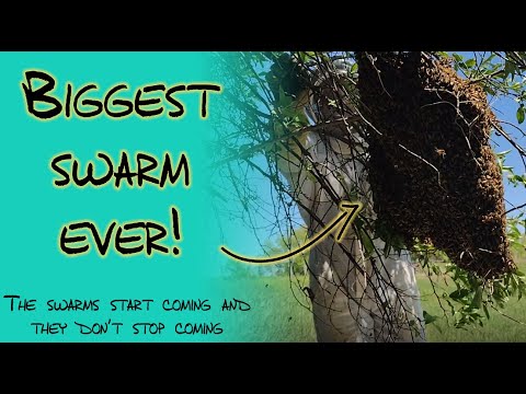 Biggest Swarm Ever! The swarms start coming and they don't stop coming