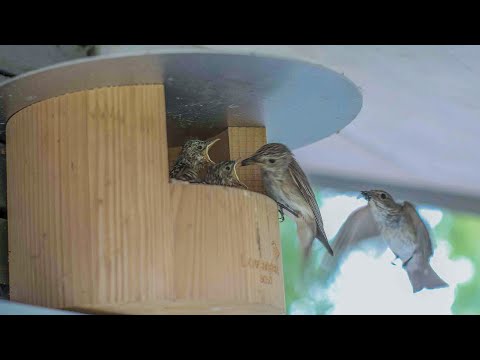 Gute Gestaltung und Anwendung von Halbhöhlen für Bachstelzen, Rotschwänze und Grauschnäpper